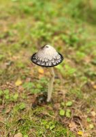 Schopf - Tintling  &ndash; &copy; Petra Hady (Eberhardt TRAVEL)