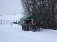 Tag 5 - Pferdeschlittenfahrt (7) &ndash; &copy; Sabine Heitzer (Eberhardt TRAVEL)