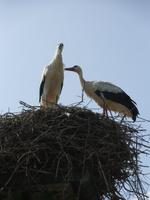Storch-Liebe &ndash; &copy; Matthias Wolf (Eberhardt TRAVEL)
