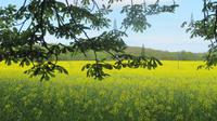 Rügen Rapsfelder &ndash; &copy; Kathrin Mickan (Eberhardt TRAVEL)