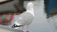 Möwe &ndash; &copy; Kathrin Mickan (Eberhardt TRAVEL)