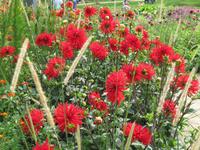 Dahlien in feuerrot