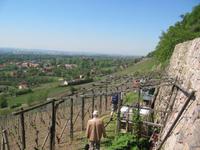 Weinberg-Wanderung