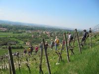 Weinberg-Wanderung
