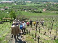 Weinberg-Wanderung