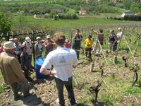 Weinberg-Wanderung