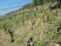 Weinberg-Wanderung
