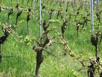 Weinberg-Wanderung