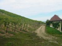 und los gehts in die Weinberge!