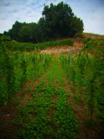 und los gehts in die Weinberge!