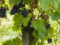 Sörnewitzer Wein &ndash; &copy; Elisa Müller (Eberhardt TRAVEL)
