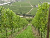 Moselschleife &ndash; &copy; Barbara Mihut (Eberhardt TRAVEL)