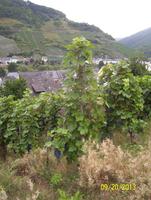 Wein &ndash; &copy; Heike Meinhold (Eberhardt TRAVEL)