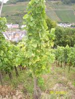 grüne Trauben &ndash; &copy; Heike Meinhold (Eberhardt TRAVEL)