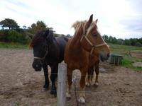Hiddensee Pferdchen