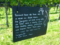 Blauer Burgunder &ndash; &copy; Doreen Päßler (Eberhardt TRAVEL)