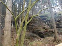 Mühltal Dezember 2013 035