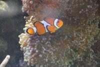 Schmetterlingshaus Jonsdorf - Meerwasseraquarium &ndash; &copy; Sylvia Ott (Eberhardt TRAVEL)