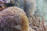 Schmetterlingshaus Jonsdorf - Meerwasseraquarium &ndash; &copy; Sylvia Ott (Eberhardt TRAVEL)