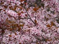 Kirschblüte &ndash; &copy; Kerstin Hugel (Eberhardt TRAVEL)