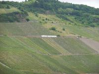 Weinhänge an Mosel &ndash; &copy; Heike Meinhold (Eberhardt TRAVEL)