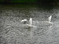 Schwäne &ndash; &copy; Heike Meinhold (Eberhardt TRAVEL)