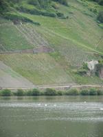 Weinhänge an Mosel &ndash; &copy; Heike Meinhold (Eberhardt TRAVEL)
