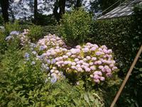 Blumen über Blumen &ndash; &copy; Karl-Heinz Meinig (Eberhardt TRAVEL)