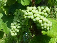  Weinrebe &ndash; &copy; Petra Hanschke (Eberhardt TRAVEL)