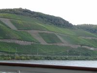 Weinberge