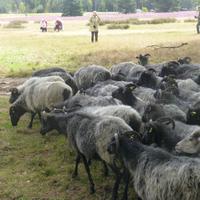 Heidschnucken &ndash; &copy; Kerstin Hugel (Eberhardt TRAVEL)