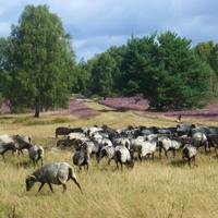 Heidschnucken &ndash; &copy; Kerstin Hugel (Eberhardt TRAVEL)