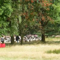 Heide &ndash; &copy; Kerstin Hugel (Eberhardt TRAVEL)
