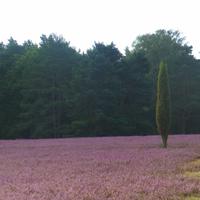 Heideblüte &ndash; &copy; Kerstin Hugel (Eberhardt TRAVEL)