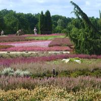 Heidegarten &ndash; &copy; Kerstin Hugel (Eberhardt TRAVEL)
