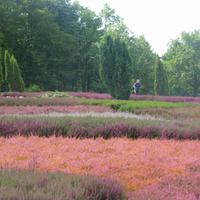 Heidegarten &ndash; &copy; Kerstin Hugel (Eberhardt TRAVEL)