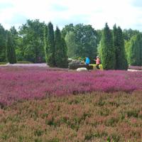 Heidegarten &ndash; &copy; Kerstin Hugel (Eberhardt TRAVEL)