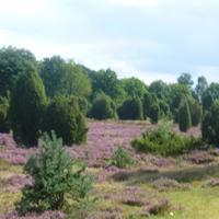 Heide &ndash; &copy; Kerstin Hugel (Eberhardt TRAVEL)