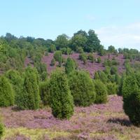 Heide &ndash; &copy; Kerstin Hugel (Eberhardt TRAVEL)