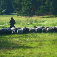 Heidschnucken &ndash; &copy; Kerstin Hugel (Eberhardt TRAVEL)