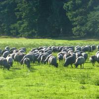 Heidschnucken &ndash; &copy; Kerstin Hugel (Eberhardt TRAVEL)