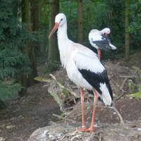 Vogelpark Walsrode &ndash; &copy; Kerstin Hugel (Eberhardt TRAVEL)