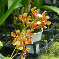 Orchideen Zentrum Wichmann &ndash; &copy; Kerstin Hugel (Eberhardt TRAVEL)