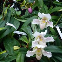 Orchideen Zentrum Wichmann &ndash; &copy; Kerstin Hugel (Eberhardt TRAVEL)