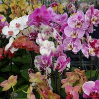 Orchideen Zentrum Wichmann &ndash; &copy; Kerstin Hugel (Eberhardt TRAVEL)