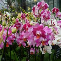 Orchideen Zentrum Wichmann &ndash; &copy; Kerstin Hugel (Eberhardt TRAVEL)