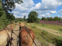 Kutschfahrt &ndash; &copy; Petra Hanschke (Eberhardt TRAVEL)