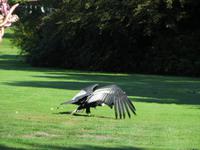 Im Vogelpark Walsrode - Condor &ndash; &copy; Petra Hanschke (Eberhardt TRAVEL)