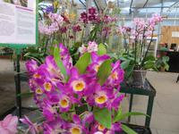 beim Orchideenzüchter Firma Wichmann &ndash; &copy; Petra Hanschke (Eberhardt TRAVEL)
