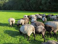 Heidschnucken &ndash; &copy; Petra Hanschke (Eberhardt TRAVEL)